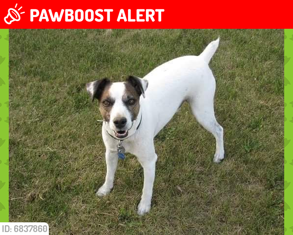 Lost Male Dog last seen Just north of Eagle Rock golf course, Sherwood Park, AB T8B 1K8
