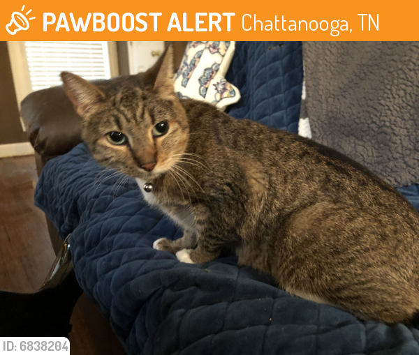 Found/Stray Female Cat last seen Near Forest Plaza Drive Hixson, TN 37343, Chattanooga, TN 37343