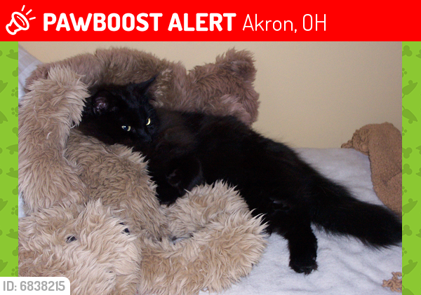 Lost Male Cat last seen Colonial hill drive & patterson avenue and high way , Akron, OH 44310