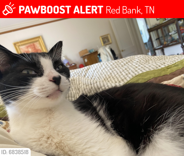 Lost Male Cat last seen Redding Road and Euclid Ave, Red Bank, TN 37415