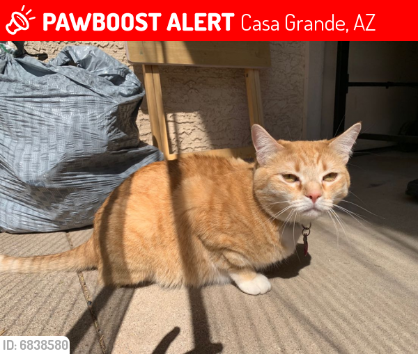 Lost Female Cat last seen Near e. Linda ct, casa grande az, 85122, Casa Grande, AZ 85122
