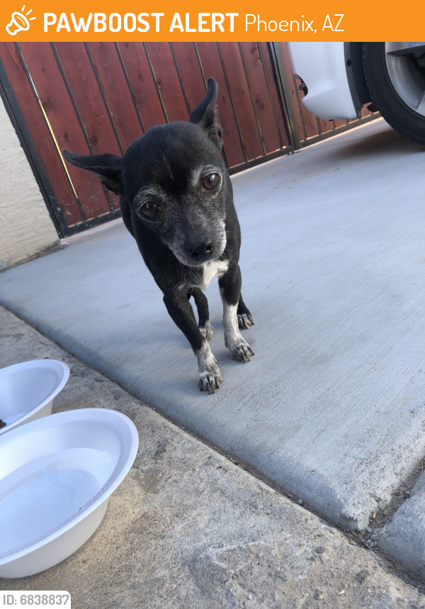 Found/Stray Unknown Dog last seen 71st ave and Thomas , Phoenix, AZ 85031