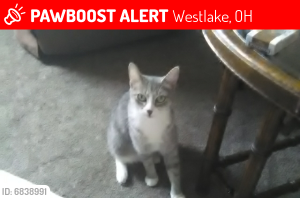 Lost Female Cat last seen Detroit and Canterbury , Westlake, OH 44145