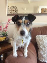 Lost Male Dog last seen The island at penton hook lock, , England TW18