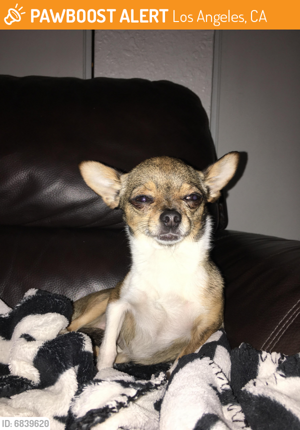Rehomed Female Dog last seen Front of Arleta Highschool and a small church, Los Angeles, CA 91331