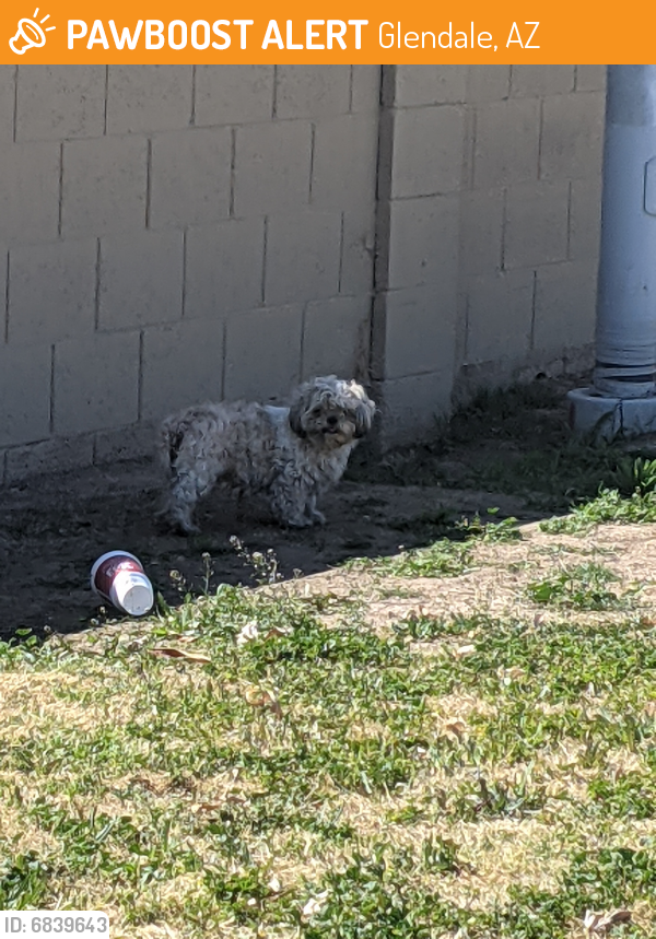 Found/Stray Unknown Dog last seen Glenn F. Burton Elementary School, Glendale, AZ 85301