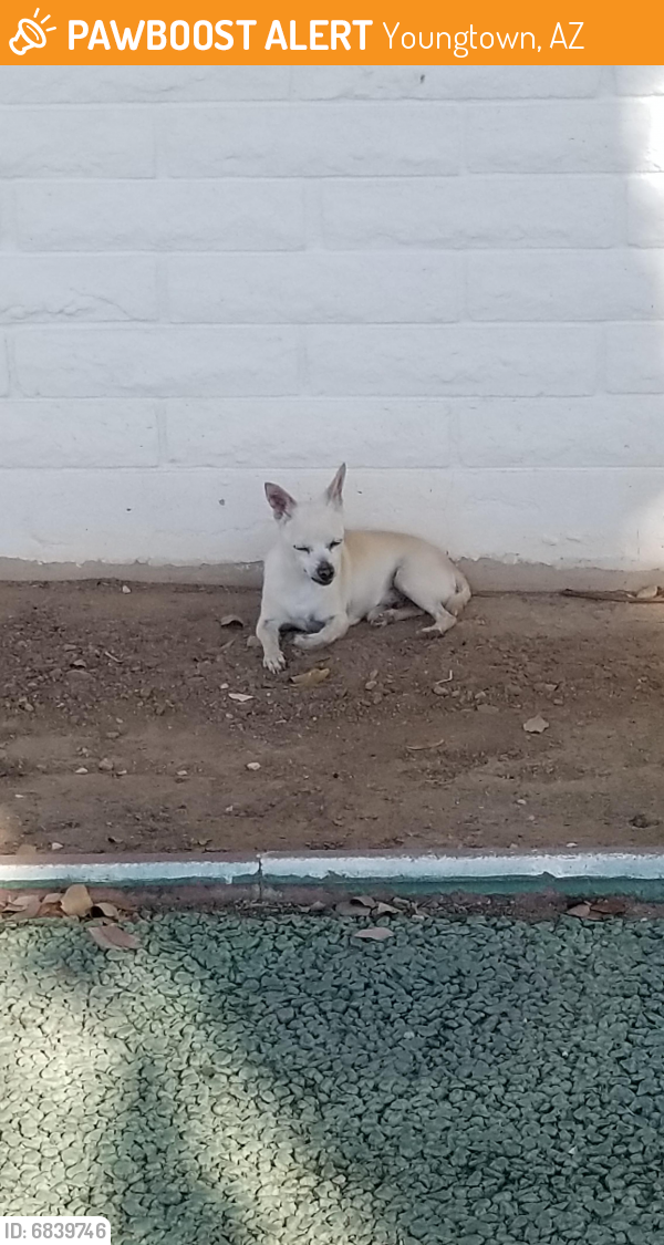Rehomed Male Dog last seen 112th ave and Wisconsin Youngtown , Youngtown, AZ 85363