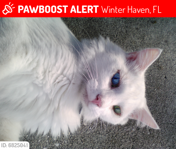 Lost Male Cat last seen King Rd. and Coleman Rd, Winter Haven, FL 33880