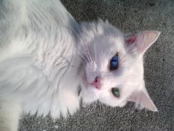 Lost Male Cat last seen King Rd. and Coleman Rd, Winter Haven, FL 33880