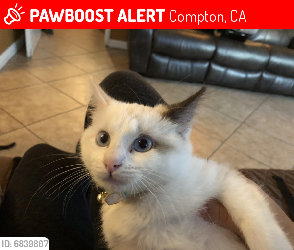 Lost Female Cat last seen Cherry and kemp, Compton, CA 90222