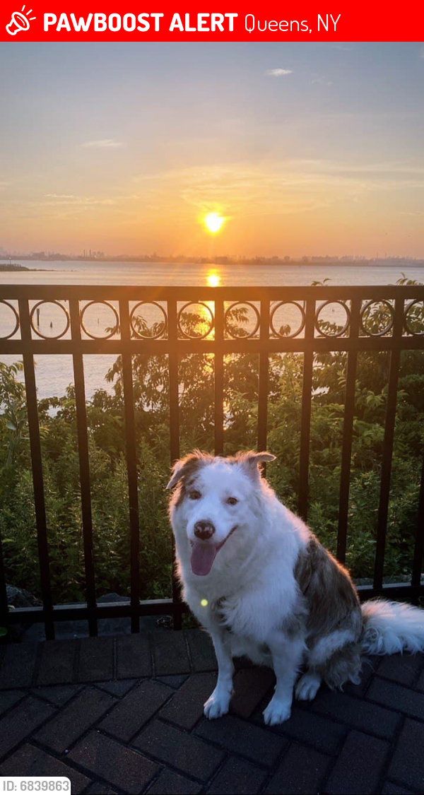 Lost Female Dog last seen Near 213th street, Queens, NY 11360