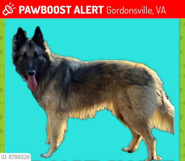 Lost Female Dog last seen Milton Road/ Albemarle County Charlottesville, Gordonsville, VA 22942