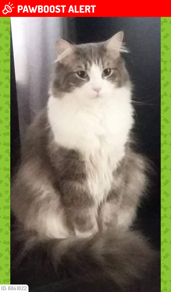Lost Male Cat last seen S Main and Portage Lakes Drive, Coventry Township, OH 44319