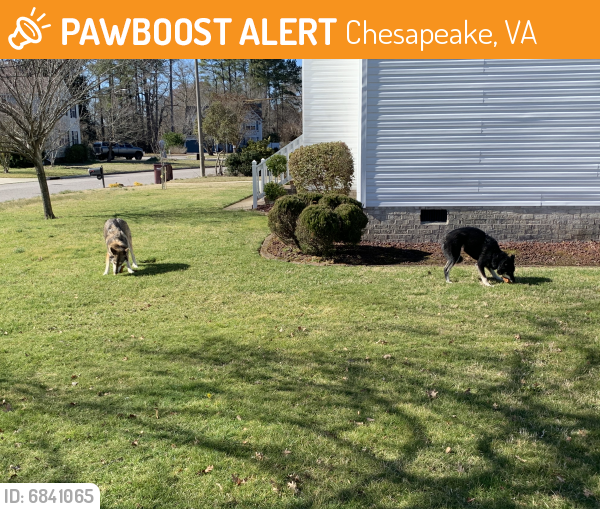 Found/Stray Unknown Dog last seen Weeping Cedar Trail, Chesapeake, VA 23323