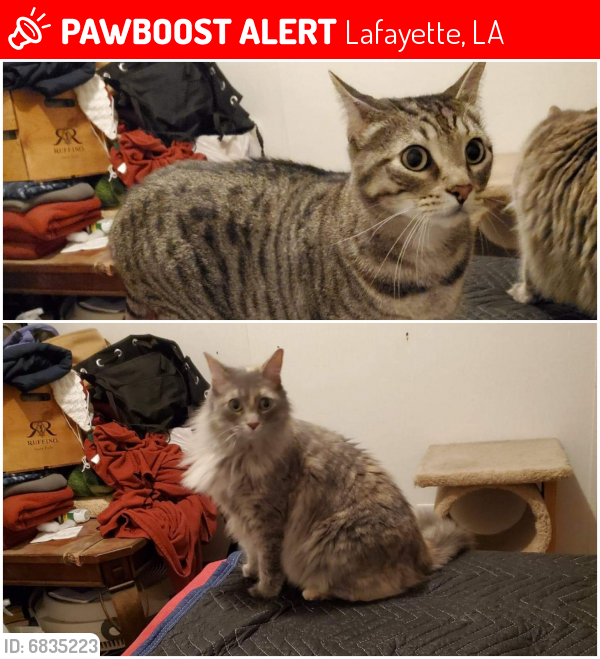 Lost Male Cat last seen Near Adola Road, Maurice. La. 70555, Lafayette, LA 70506