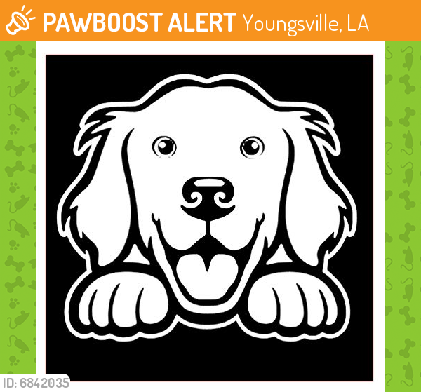 Found/Stray Unknown Dog last seen hwy 89, Youngsville, LA 70592