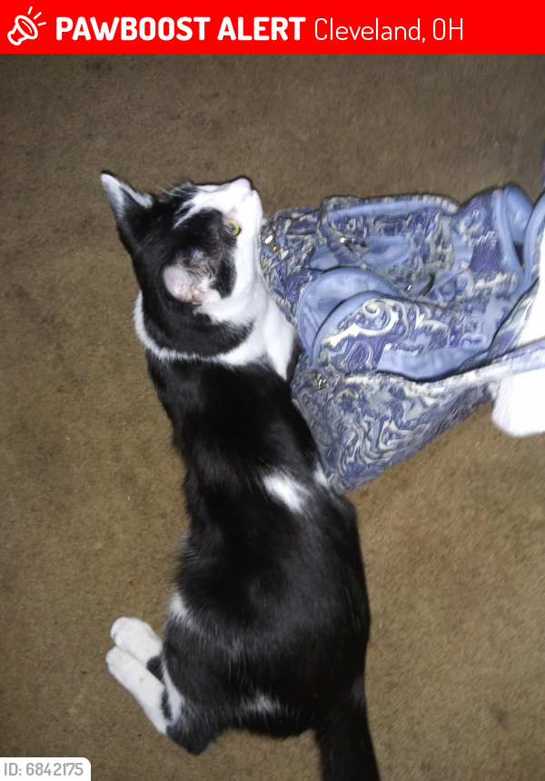 Lost Male Cat last seen Poe ave and Fulton, Cleveland, OH 44109