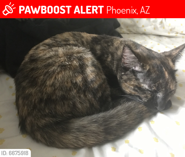 Lost Female Cat last seen 23rd Ave & Camelback rd, Phoenix, AZ 85015