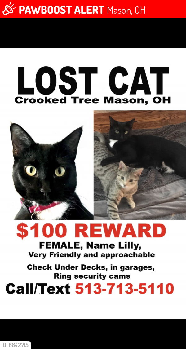 Lost Female Cat last seen Range Ct and Bentwood Dr.   Sentinel Oak Dr. and Birch View Dr., Mason, OH 45040