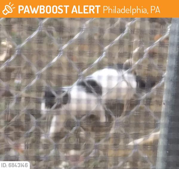 Found/Stray Unknown Cat last seen Westminster & 40th, Philadelphia, PA 19104