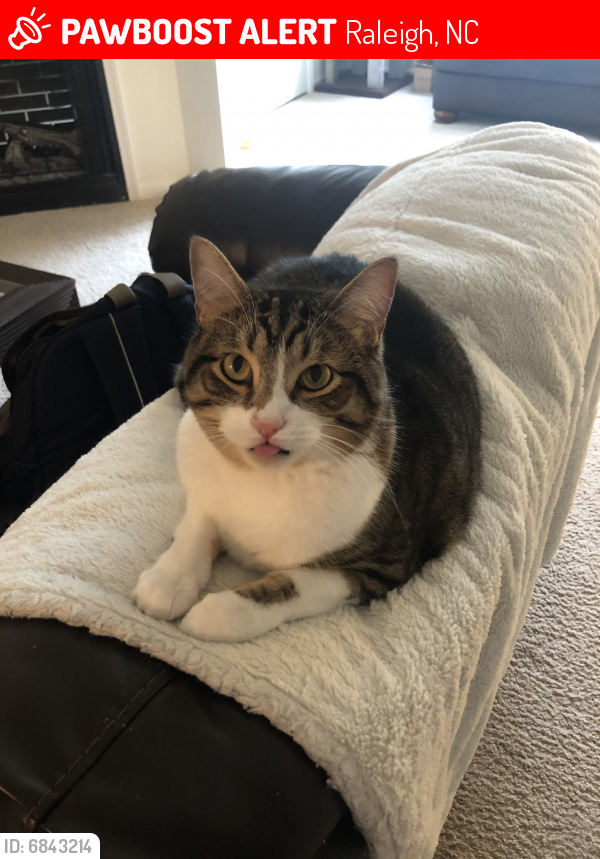 Lost Male Cat last seen Sherman Ave , Raleigh, NC 27606