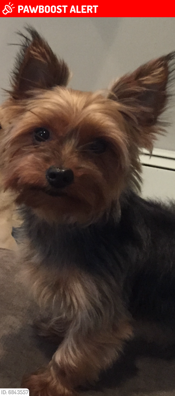 Lost Male Dog last seen Fox Hollow Court , Middleburg Heights, OH 44130