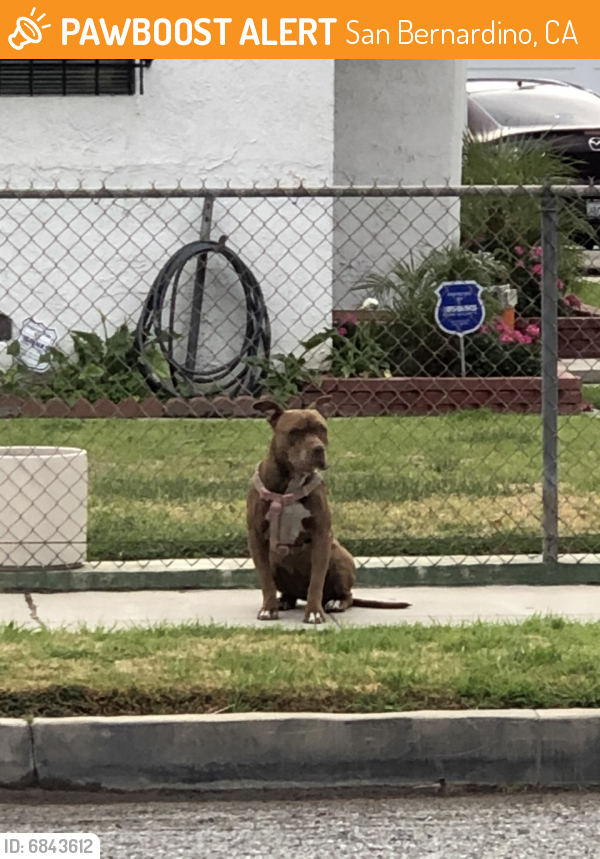 Found/Stray Unknown Dog last seen Baseline and 16th St., San Bernardino, CA 92401