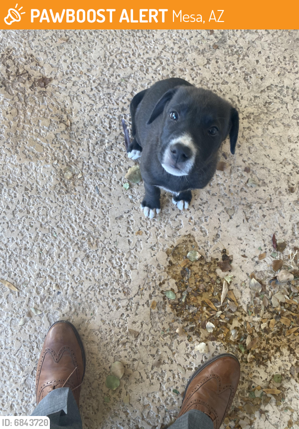 Found/Stray Female Dog last seen N Santa Barbara and Rio Salado Parkway, Mesa, AZ 85201