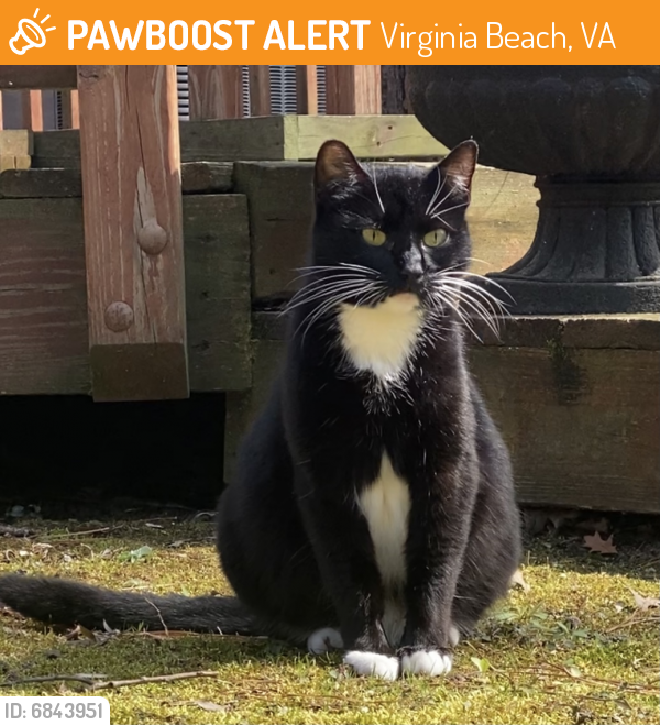 Found/Stray Female Cat last seen Sunnybrook Ln & Kings Grant Rd, Virginia Beach, VA 23452