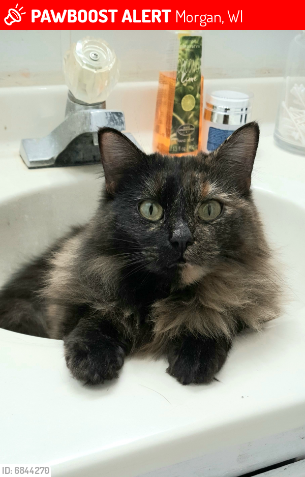 Lost Female Cat last seen Hwy 32 and county road E, Morgan, WI 54154