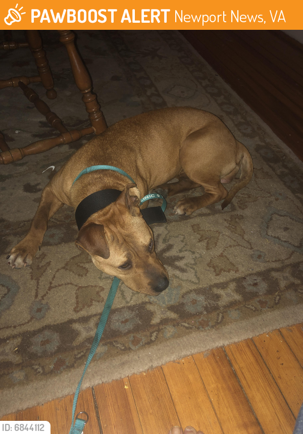 Found/Stray Female Dog last seen 59th st, Newport News, VA, Newport News, VA 23607