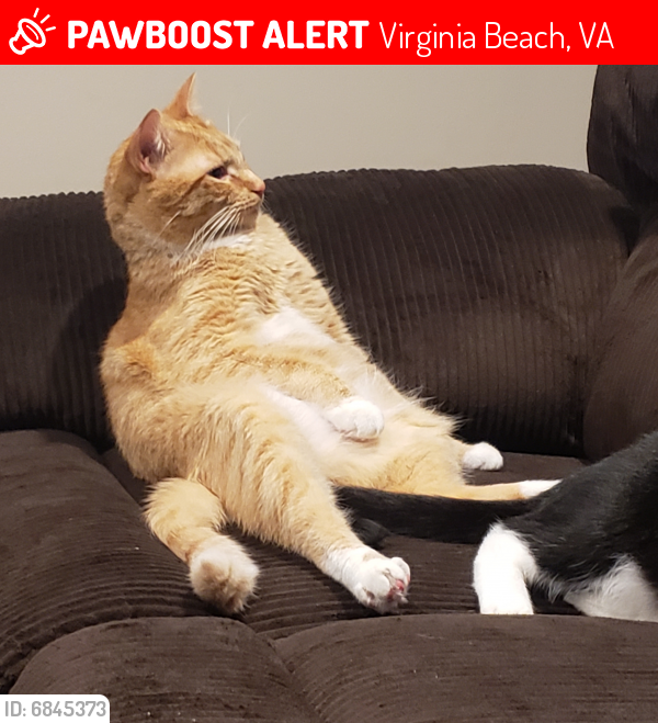 Lost Male Cat last seen Glenville circle and Lord Dunmore , Virginia Beach, VA 23464