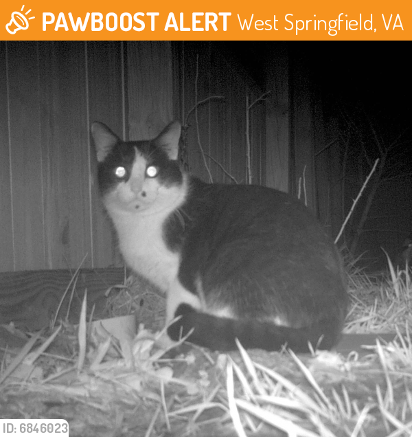 Found/Stray Unknown Cat last seen Reseca La and Hall St, West Springfield, VA 22152