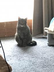 Lost Male Cat last seen Cobham business, Montgomeryville, PA 19446