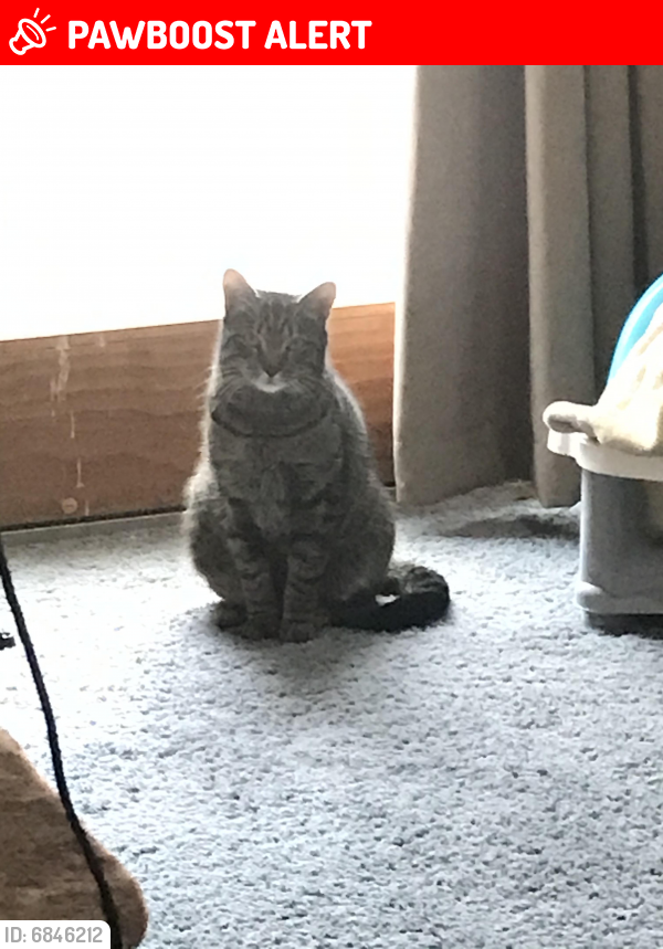 Lost Male Cat last seen Cobham business, Montgomeryville, PA 19446