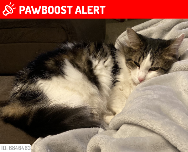 Lost Male Cat last seen Near Loxwood Lane Centerville Ohio , Washington Township, OH 45458