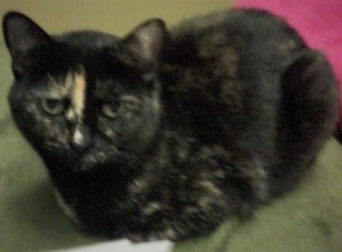 Lost Female Cat last seen NE Davis and NE 62nd Ave., Portland, OR 97213