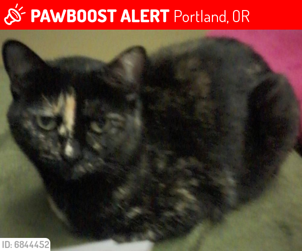 Lost Female Cat last seen NE Davis and NE 62nd Ave., Portland, OR 97213