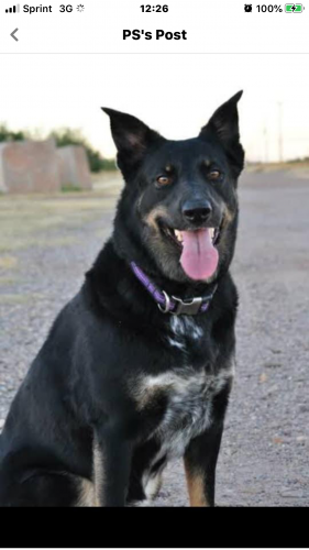 Lost Female Dog last seen E PIMA AND N SWAN, Tucson, AZ 85701