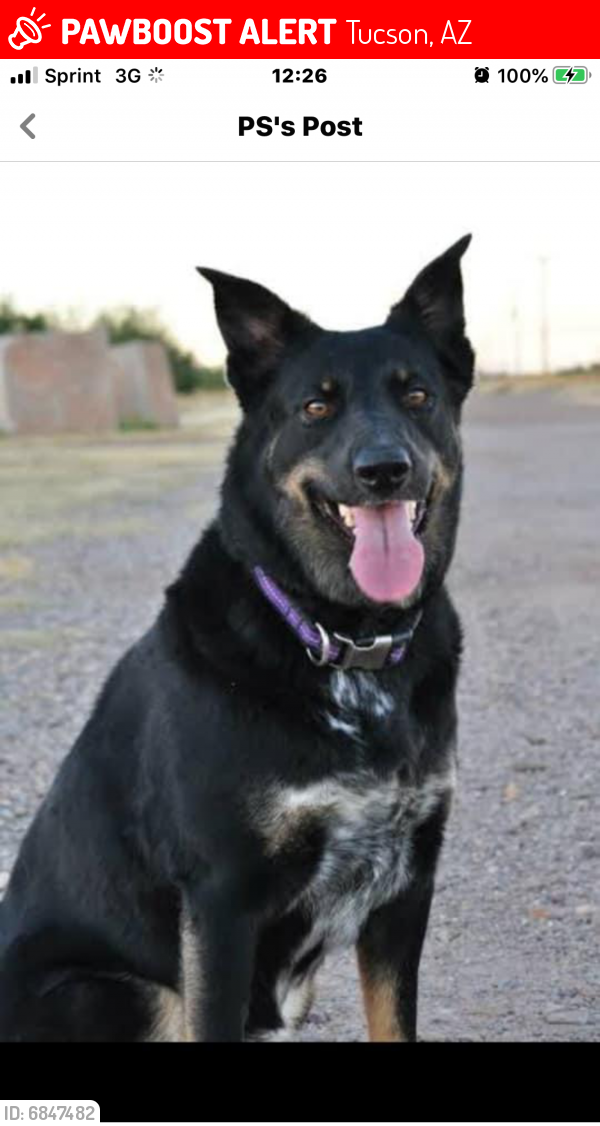 Lost Female Dog last seen E PIMA AND N SWAN, Tucson, AZ 85701