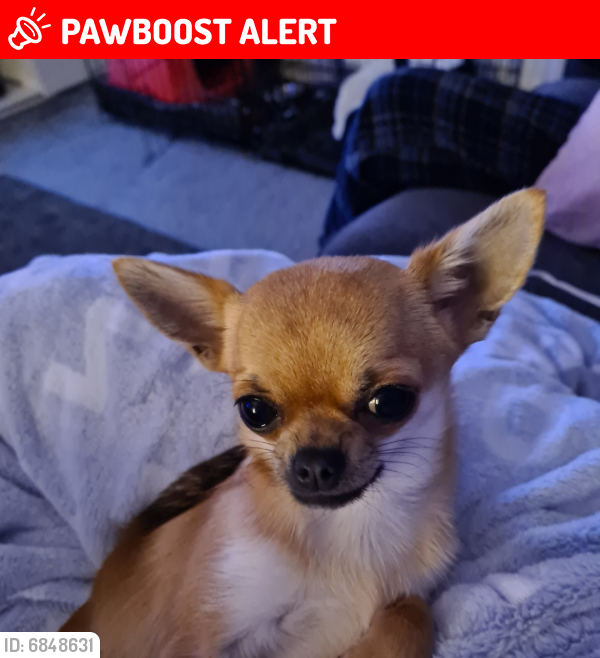 Lost Female Dog last seen Lambhill cemetry, Glasgow City, Scotland G23 5LB