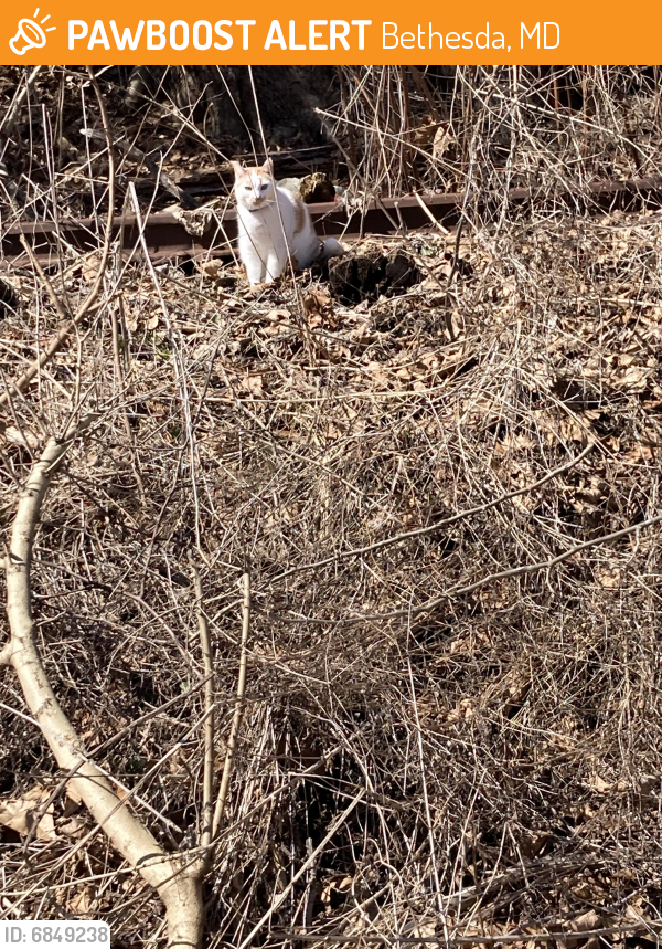 Found/Stray Female Cat last seen Capital Crescent trail by river road and westbard, Bethesda, MD 20816