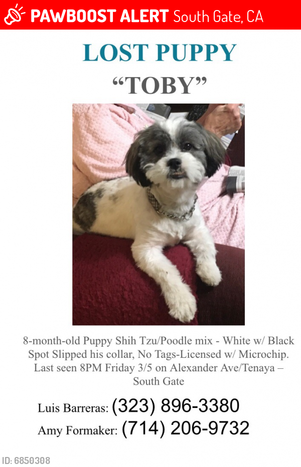 Lost Male Dog last seen Alexander Ave between Tenaya, South Gate, CA 90280