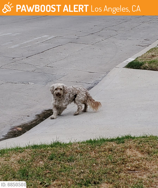 Found/Stray Unknown Dog last seen 9th St & Cloverdale Ave, Los Angeles, CA 90036