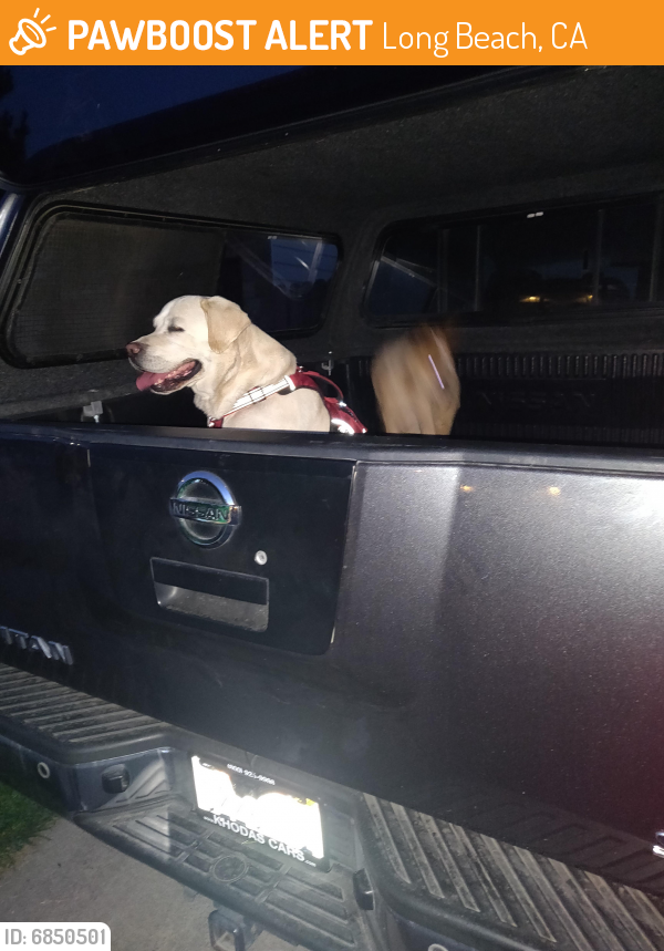 Surrendered Male Dog last seen Chaparral, Long Beach, CA 90803