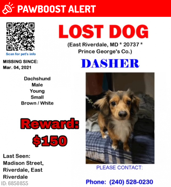 Lost Male Dog in Prince County, MD 20781 Named Dasher (ID