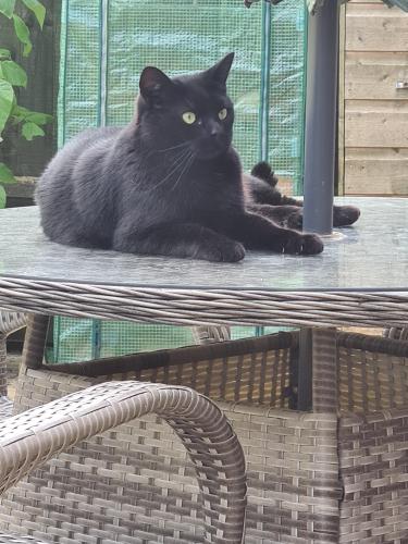 Lost Male Cat last seen Peacehaven close, hemsby, , England NR29