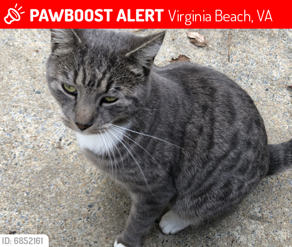 Lost Unknown Cat last seen Thalia Road and Virginia Beach Blvd, Virginia Beach, VA 23452