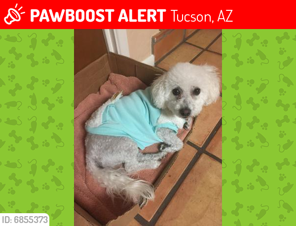 Lost Female Dog last seen Broken Arrow Trail and Ironwood Hill, Tucson, AZ 85745