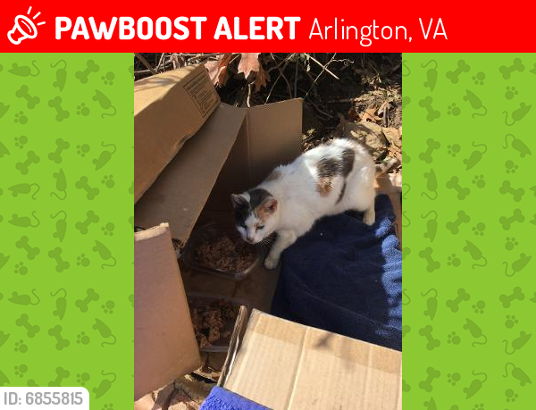 Lost Female Cat last seen Dinwiddie & 9th Street South, Arlington, VA 22204